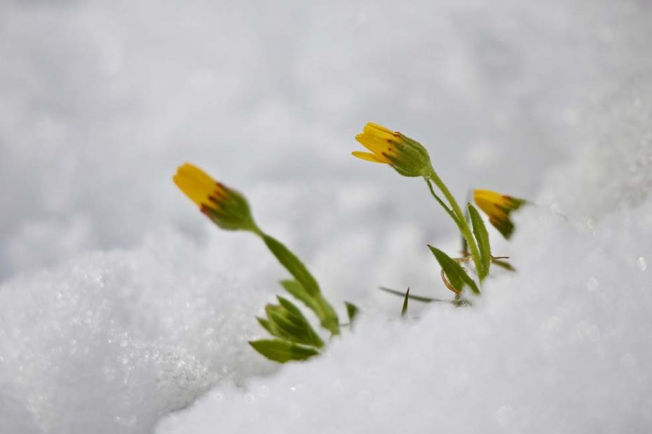 Fiori tra la neve