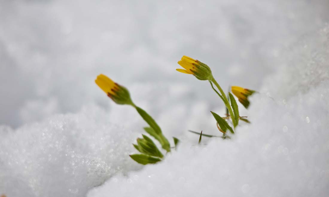 Fiori tra la neve